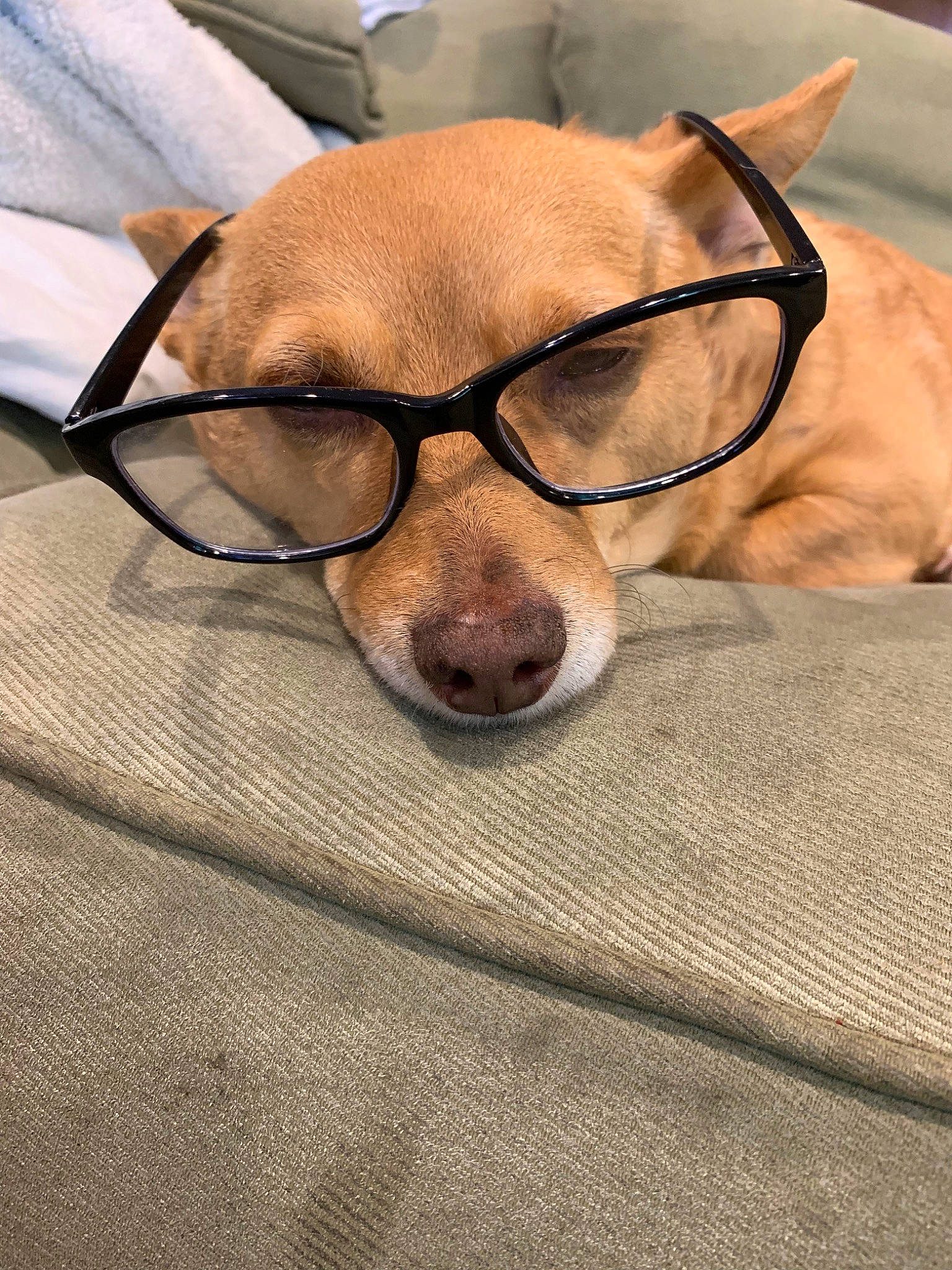 Duck joined the competition — help win amazing prizes! canidae, carnivore, companion_dog, dog, dog_breed, ear, eyewear, fawn, glasses, head, nose, snout, sporting_group, vision_care, whiskers