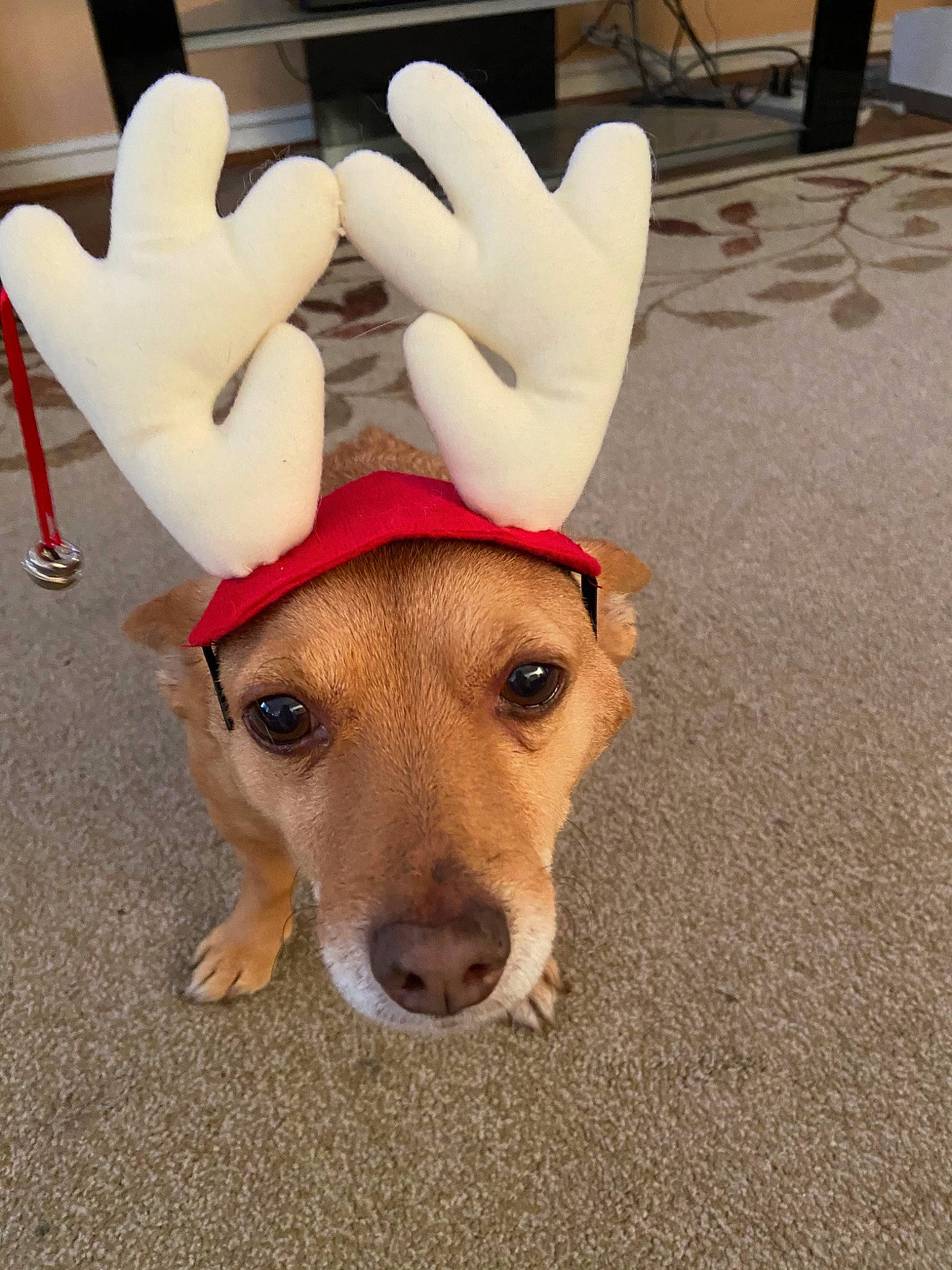 Duck is registered to the contest to win money with this photo: antler, canidae, carnivore, carolina_dog, costume, dog, dog_breed, ear, fawn, fur, headgear, labrador_retriever, paw, snout, sporting_group