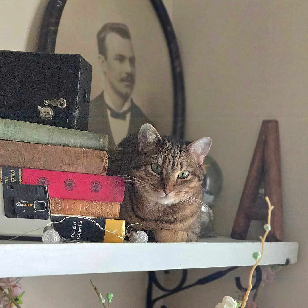 Lilliputt joined the competition — help win amazing prizes! adult, animal, architecture, building, camera, cat, electronics, face, furniture, indoors, kitten, livingroom, male, man, person, pet, plant, pottedplant, room, shelf