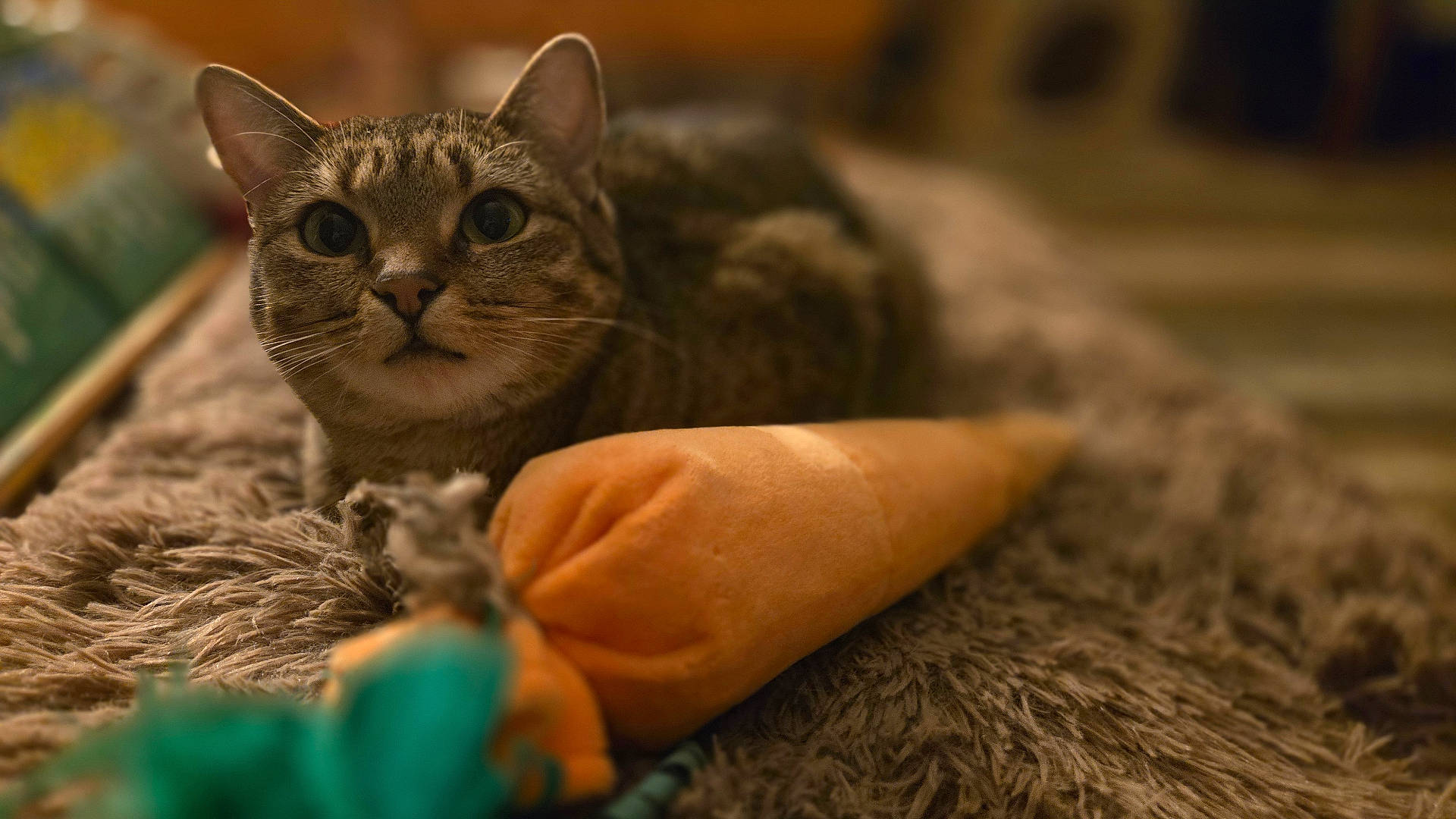 Lilliputt is registered to the contest to win money with this photo: abyssinian, animal, blanket, bodypart, cat, clothing, couch, cushion, egyptiancat, finger, furniture, glove, hand, homedecor, kitten, manx, person, pet, siamese, sleeping