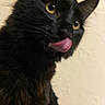 Muddy is registered to the contest to win money with this photo: black_cat, cat, tongue_out, close_up, yellow_eyes, fluffy_fur, pet, animal, indoor, playful, whiskers, feline, cute, portrait, mammal, looking_away, domestic_cat, furry, face, licking