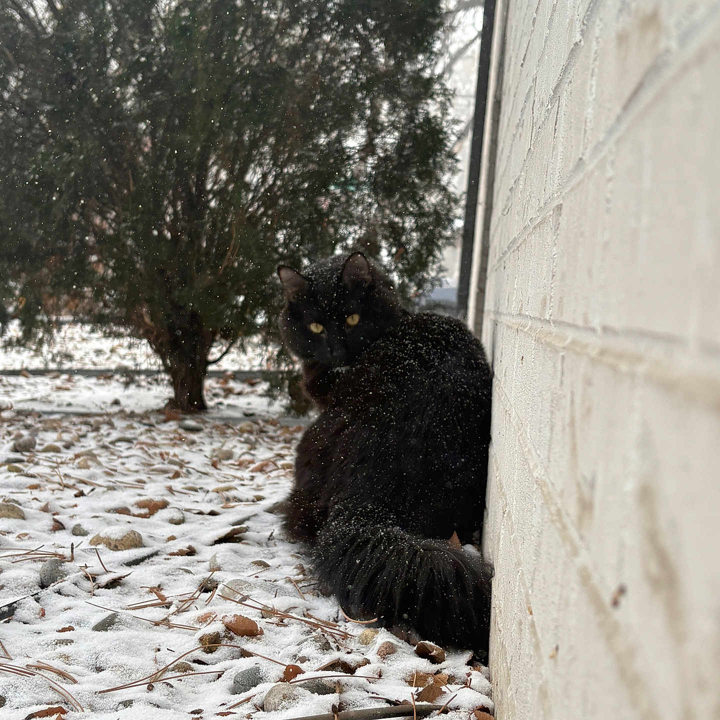 Muddy joined the competition — help win amazing prizes! black_cat, cat, snow, snowfall, outdoor, tree, winter, yellow_eyes, animal, fur, brick_wall, nature, looking_back, pet, wildlife, cold, leaves, ground, tail, quiet