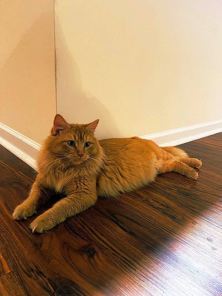 Cheddar joined the competition — help win amazing prizes! carnivore, cat, comfort, domestic_short_haired_cat, fawn, felidae, floor, flooring, fur, hardwood, laminate_flooring, paw, small_to_medium_sized_cats, tail, varnish, whiskers, window, wood, wood_flooring, wood_stain