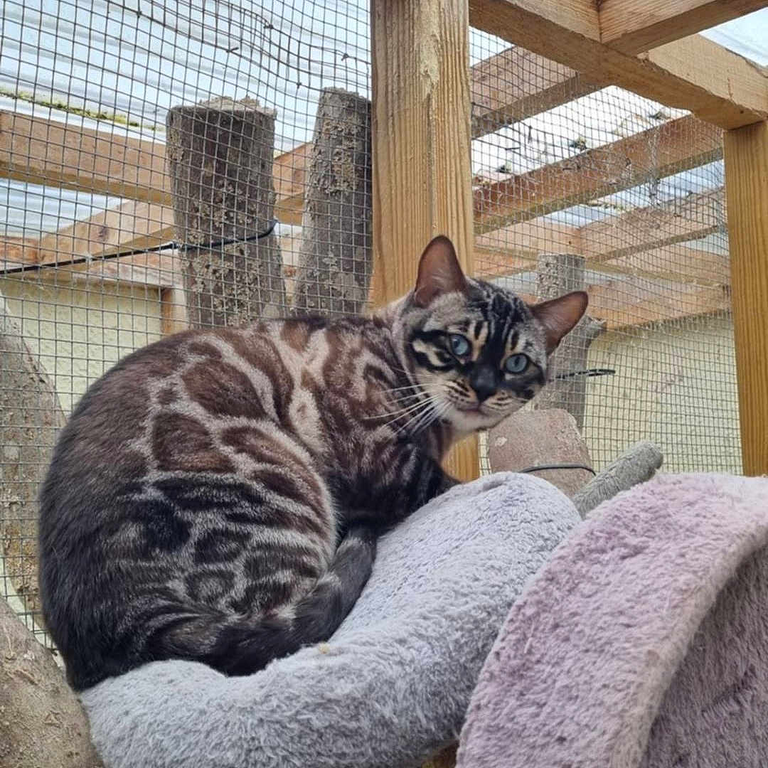 Rypley participe au concours pour gagner de l'argent avec cette photo : animal, cat, curious, cushion, ears, enclosure, eyes, feline, fur, mesh, outdoor, perch, pet, resting, soft, striped, tabby, tree_branch, whiskers, wood