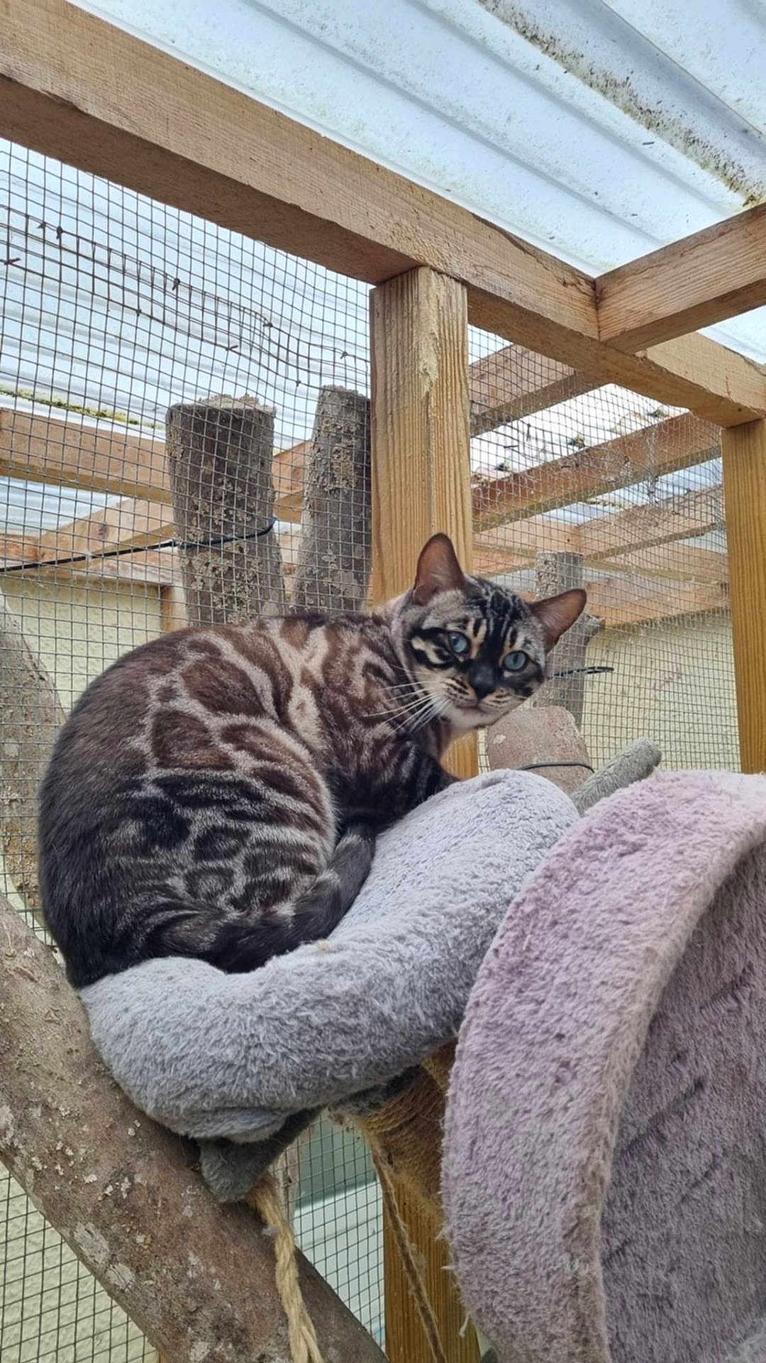 Rypley participe au concours pour gagner de l'argent avec cette photo : cat, animal, pet, feline, tabby, striped, perch, wood, enclosure, mesh, outdoor, resting, soft, cushion, tree_branch, curious, ears, whiskers, eyes, fur