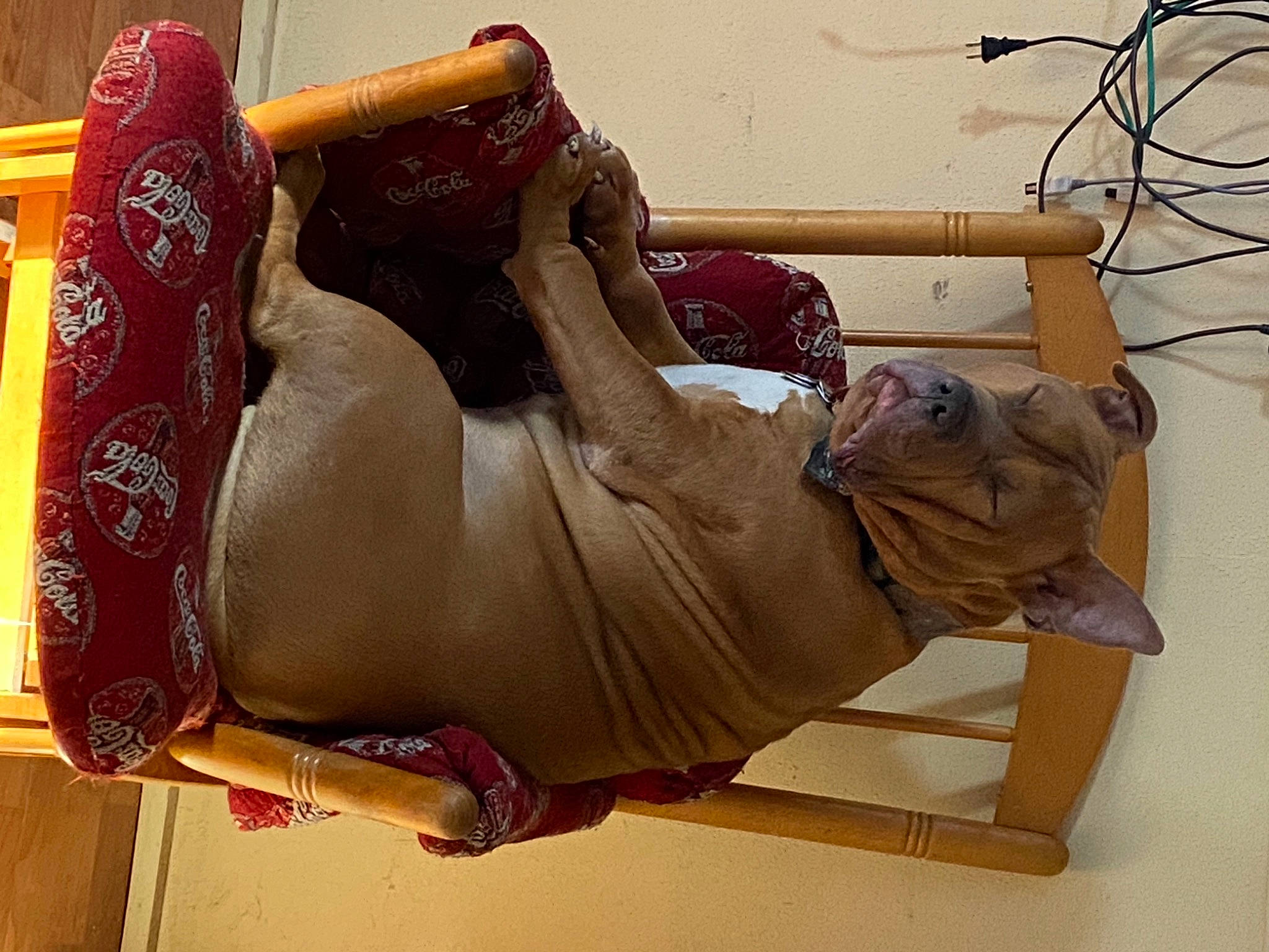 Hooch joined the competition — help win amazing prizes! abdomen, boot, carmine, comfort, elbow, flesh, food, foot, human_leg, knee, leg, outdoor_shoe, room, sculpture, sitting, thigh, trunk, waist, wood, wrist