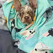 Marni is registered to the contest to win money with this photo: dog, puppy, french_bulldog, blanket, animal, pet, cute, snug, cozy, bed, indoors, fur, ears, face, wrapped, comfort, sleepy, resting, soft, domestic_animal