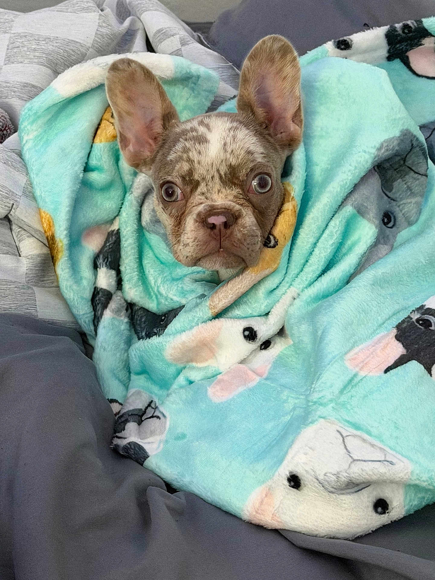 Marni is registered to the contest to win money with this photo: dog, puppy, french_bulldog, blanket, animal, pet, cute, snug, cozy, bed, indoors, fur, ears, face, wrapped, comfort, sleepy, resting, soft, domestic_animal