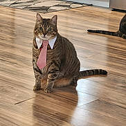 Gem joined the competition — help win amazing prizes! animal, cat, collar, cute, domestic_cat, feline, flooring, home, household, indoor, kitchen, looking_at_camera, mammal, pet, shadow, sitting, striped, tabby, tie, wooden_floor