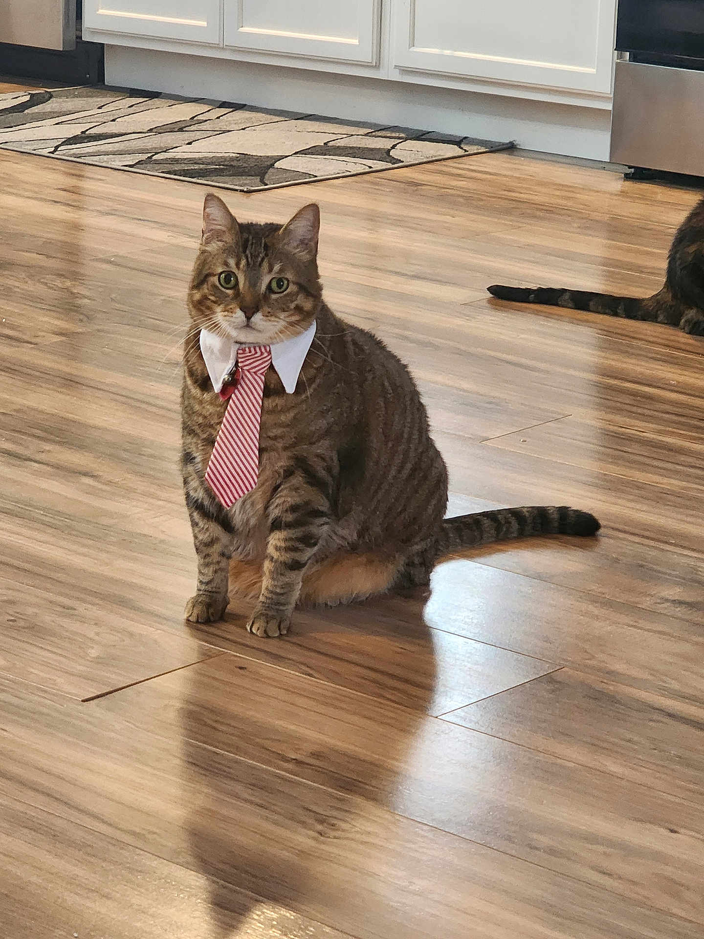 Gem joined the competition — help win amazing prizes! animal, cat, collar, cute, domestic_cat, feline, flooring, home, household, indoor, kitchen, looking_at_camera, mammal, pet, shadow, sitting, striped, tabby, tie, wooden_floor