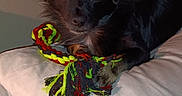 Reble is registered to the contest to win money with this photo: dog, black_dog, toy, rope_toy, pillow, indoor, pet, animal, fur, laying_down, looking_at_camera, playful, cute, small_dog, resting, domestic, companion, close_up, household, sleep_area