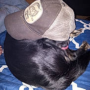 Reble is registered to the contest to win money with this photo: dog, cap, blanket, blue, indoor, pet, fur, licking, mesh, brown, black, curled_up, resting, animal, cozy, casual, fabric, paw, sleeping, cute