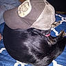 dog, cap, blanket, blue, indoor, pet, fur, licking, mesh, brown, black, curled_up, resting, animal, cozy, casual, fabric, paw, sleeping, cute