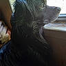 Reble is registered to the contest to win money with this photo: dog, black_dog, pet, window, indoor, looking_out, fur, wet_fur, side_view, natural_light, animal, canine, companion, quiet, calm, curious, portrait, close_up, domestic_animal, reflection