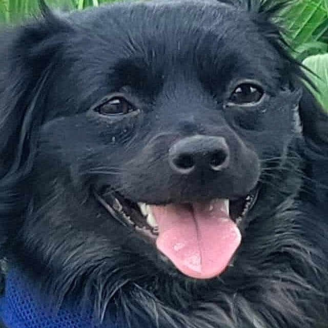 Reble is registered to the contest to win money with this photo: dog, black_dog, tongue_out, happy, grass, flowers, clover, nature, pet, animal, outdoor, close_up, canine, fur, smiling, blue_harness, greenery, summer, cute, portrait