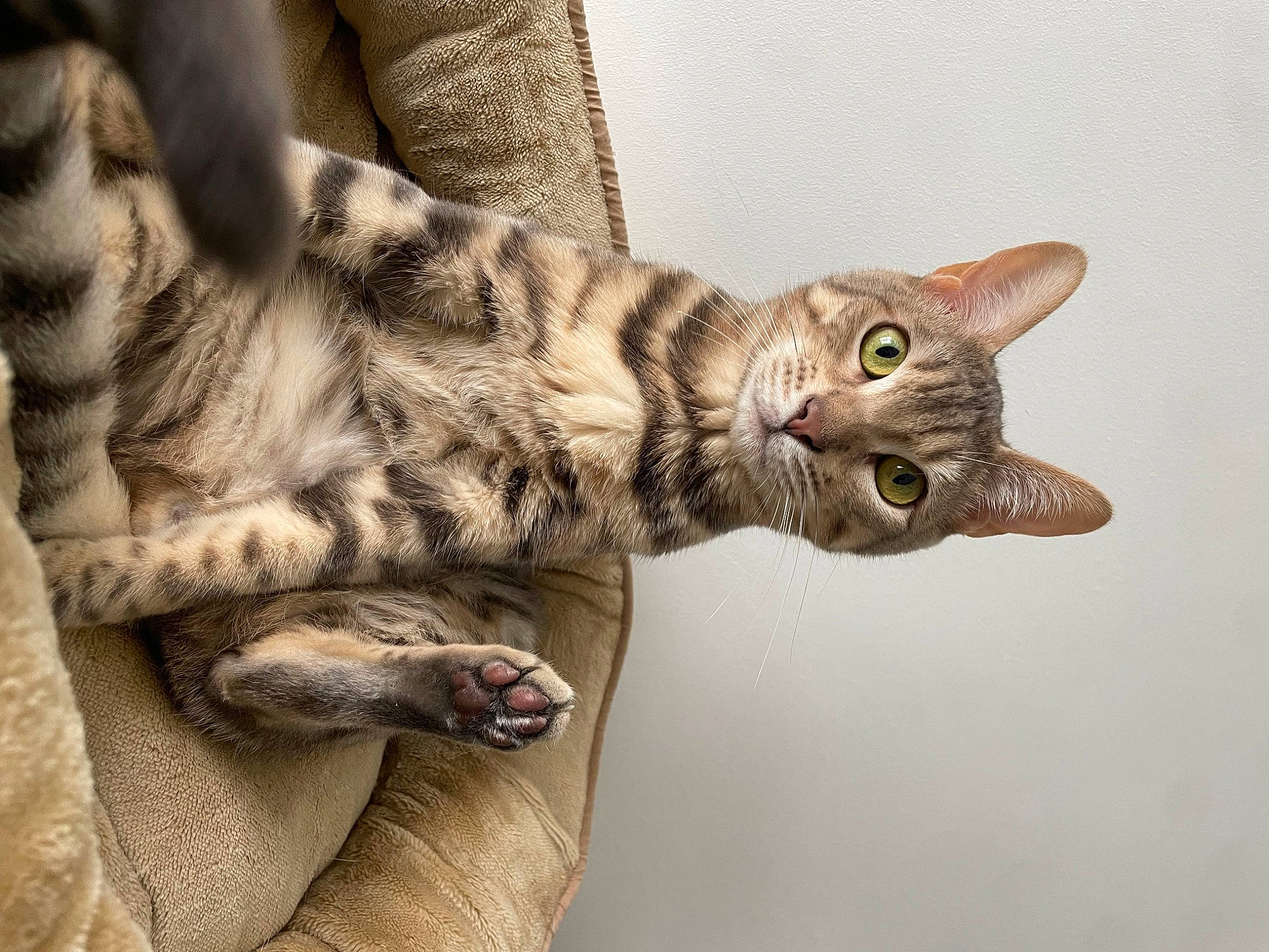 Thor a rejoint le concours — aidez-le/la à gagner de superbes lots ! carnivore, cat, claw, domestic_short_haired_cat, ear, eye, felidae, fur, gesture, paw, small_to_medium_sized_cats, snout, tail, terrestrial_animal, whiskers, wildlife, window