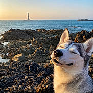 Naska a rejoint le concours — aidez-le/la à gagner de superbes lots ! dog, husky, smiling, rocky_coast, ocean, lighthouse, sunset, outdoor, pet, collar, happy, nature, scenic, portrait, canine, water, sky, peaceful, animal, travel