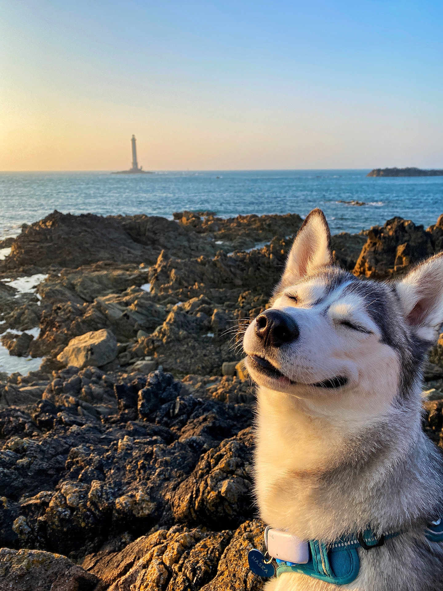Naska a rejoint le concours — aidez-le/la à gagner de superbes lots ! dog, husky, smiling, rocky_coast, ocean, lighthouse, sunset, outdoor, pet, collar, happy, nature, scenic, portrait, canine, water, sky, peaceful, animal, travel