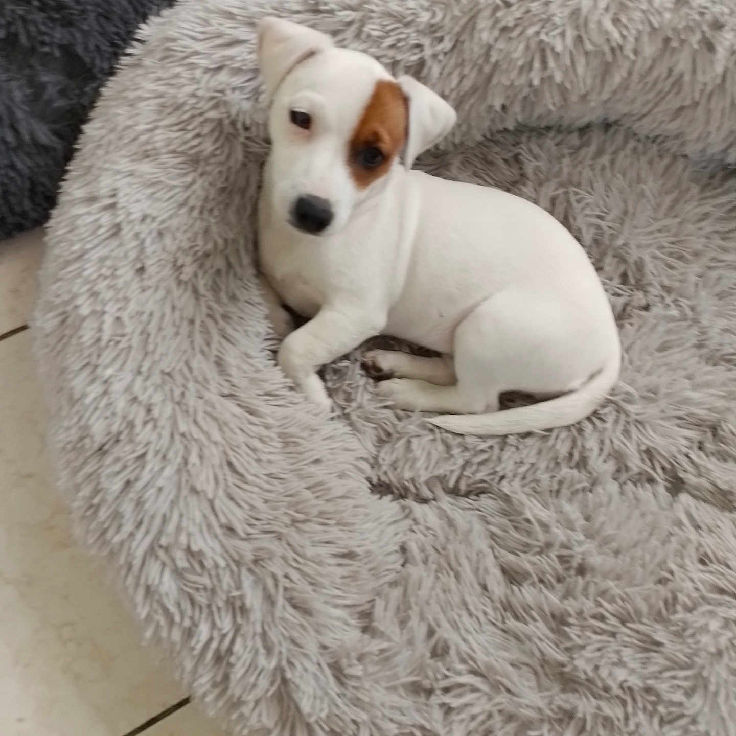 Alba participe au concours pour gagner de l'argent avec cette photo : puppy, dog, pet_bed, white, brown_patch, fluffy, cozy, sleeping, indoor, tile_floor, cute, animal, small_dog, resting, fur, canine, young_dog, domestic_animal, relaxed, comfort