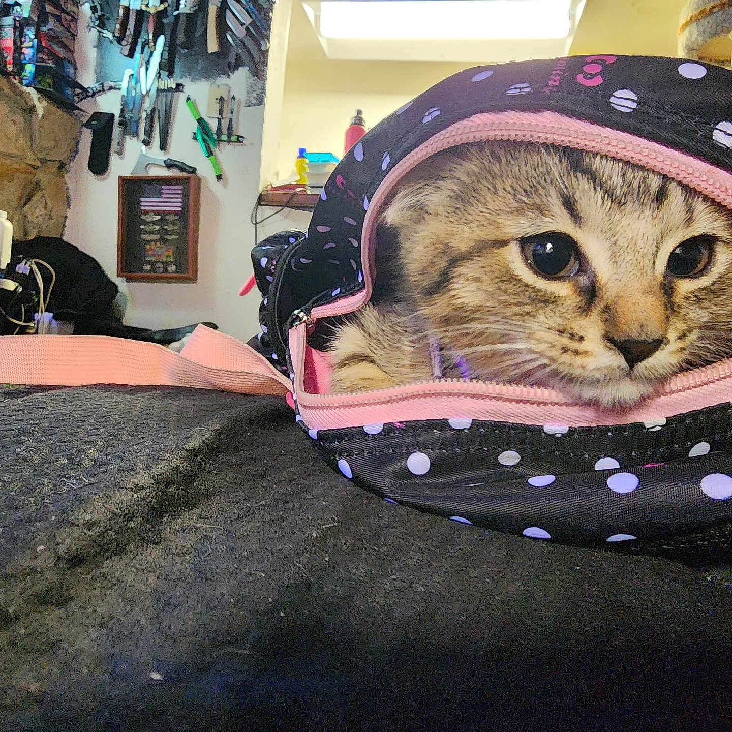 Leeloo joined the competition — help win amazing prizes! animal, bag, black, cat, closeup, cozy, curious, cute, domestic, eyes, face, feline, fur, indoor, kitten, peeking, pet, pink, polka_dot, zipper