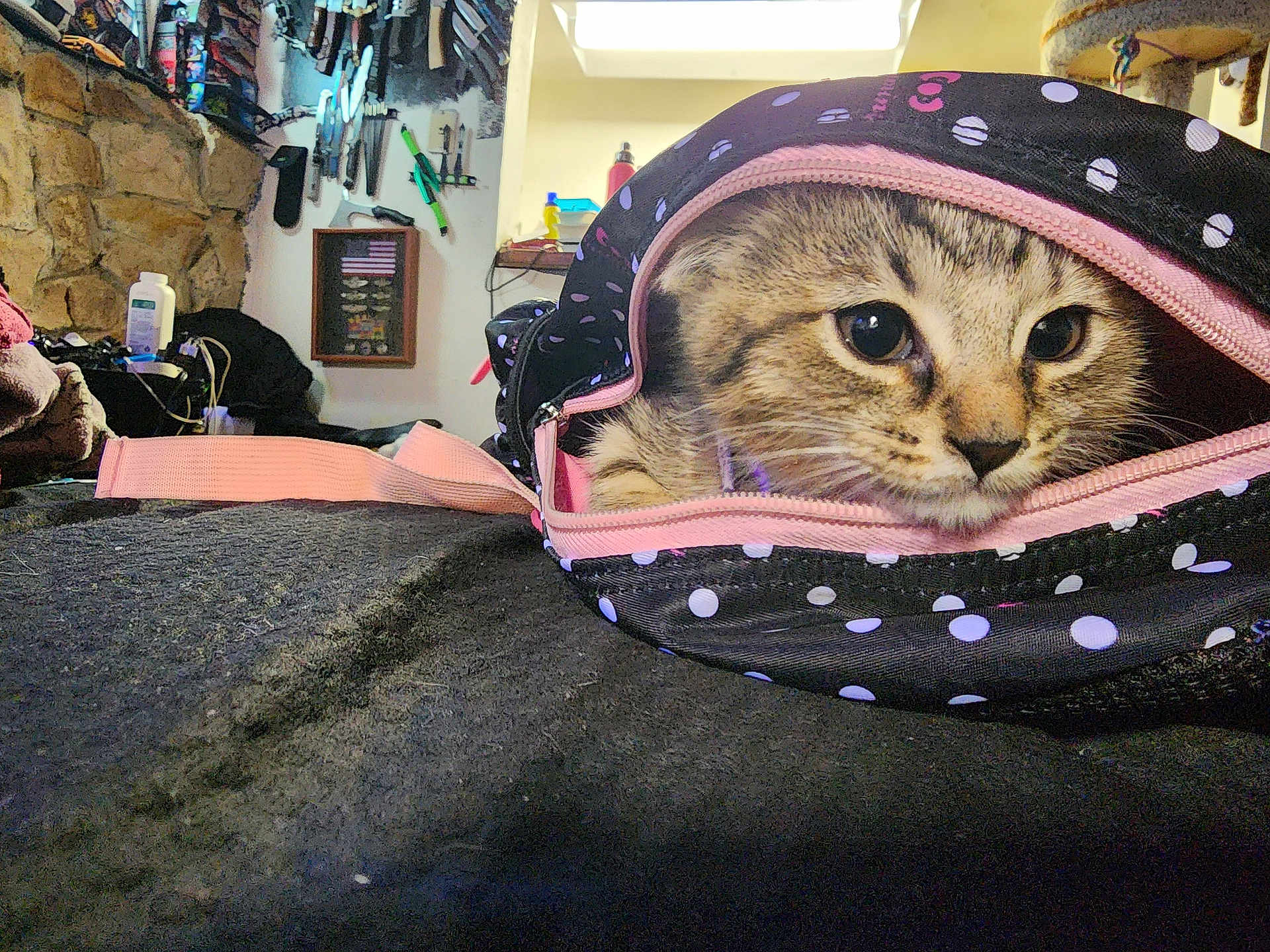 Leeloo joined the competition — help win amazing prizes! kitten, cat, bag, polka_dot, indoor, curious, peeking, feline, pet, animal, cozy, zipper, black, pink, closeup, face, eyes, fur, domestic, cute