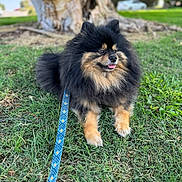Mochi is registered to the contest to win money with this photo: dog, pomeranian, leash, grass, tree, park, pet, canine, outdoor, animal, fluffy, black, tan, tongue, nature, daylight, sitting, cute, small_dog, fur