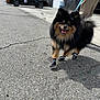 Mochi joined the competition — help win amazing prizes! dog, pomeranian, leash, boots, pavement, outdoor, person, legs, black_car, tent, sunny, smiling_dog, walking, furry, pet, happy, tongue_out, blurred_background, sidewalk, animal