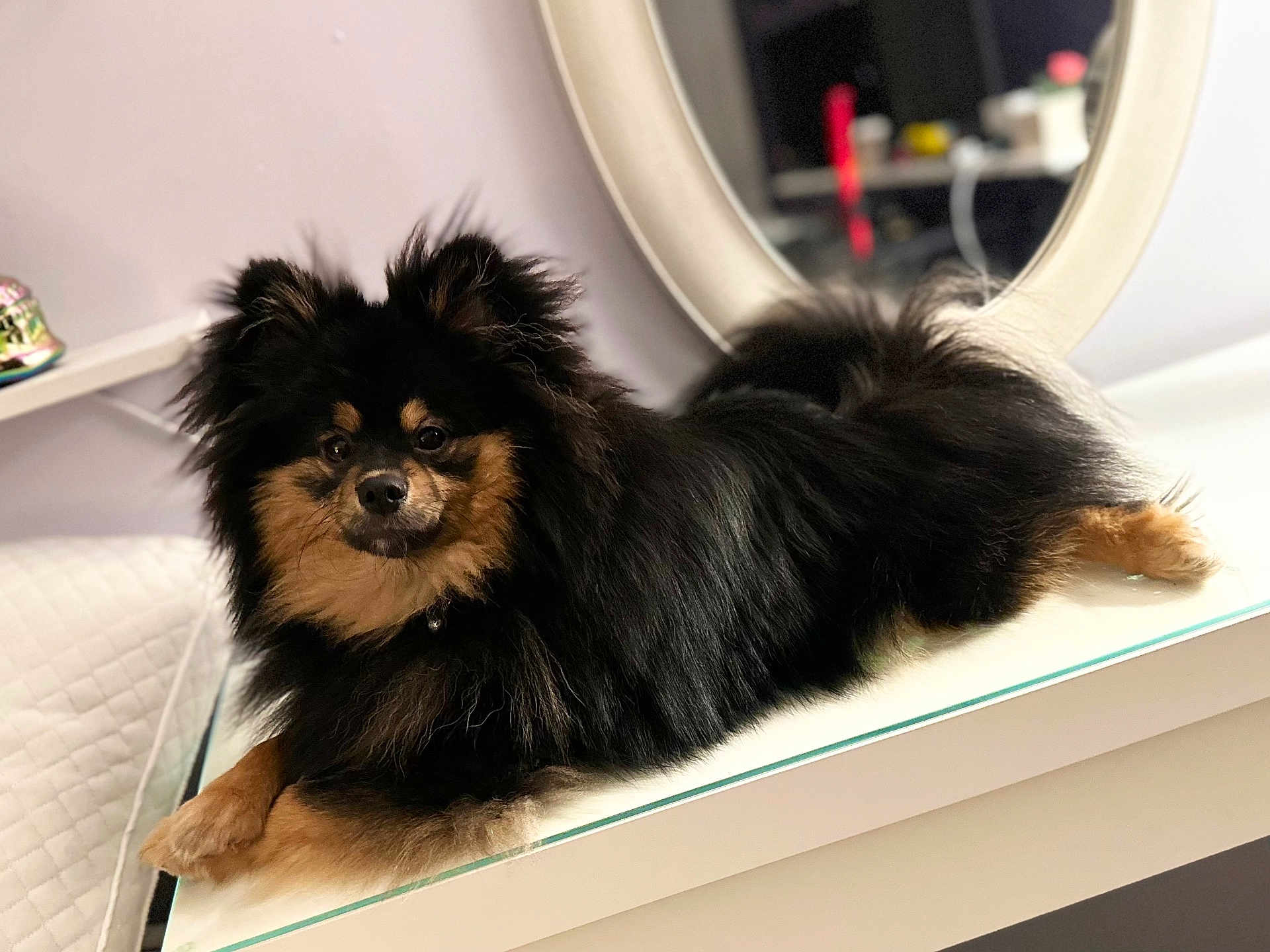 Mochi is registered to the contest to win money with this photo: dog, fluffy, black, tan, fur, glass_table, mirror, indoor, pet, animal, relaxed, lying_down, curious, face, ears, tail, furniture, cozy, home, portrait