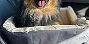 Mochi joined the competition — help win amazing prizes! dog, pomeranian, pet_bed, car_interior, sunlight, happy, tongue_out, fluffy, smiling, window, seat, plush, cozy, animal, domestic_animal, transportation, daytime, portrait, furry, companion
