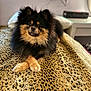 Mochi is registered to the contest to win money with this photo: dog, pomeranian, pet, animal, fluffy, black, brown, fur, indoors, blanket, pattern, crossed_paws, cute, portrait, looking_at_camera, cozy, table, shelf, decor, home