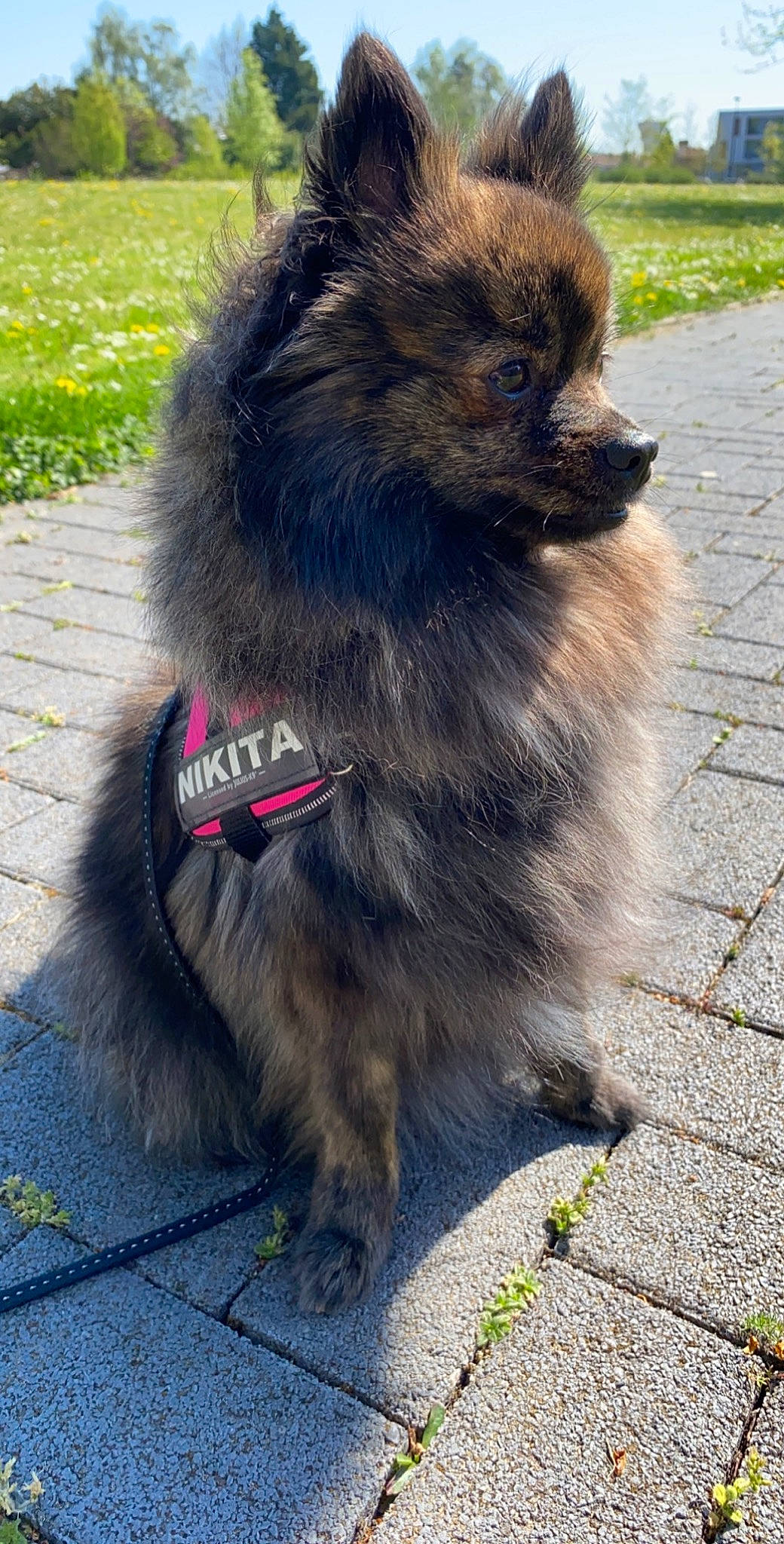 Nikita participe au concours pour gagner de l'argent avec cette photo : asphalt, canidae, carnivore, companion_dog, dog, dog_breed, fawn, fur, german_spitz, german_spitz_klein, grass, keeshond, liver, road_surface, snout, sporting_group, tail, terrestrial_animal, toy_dog, working_animal