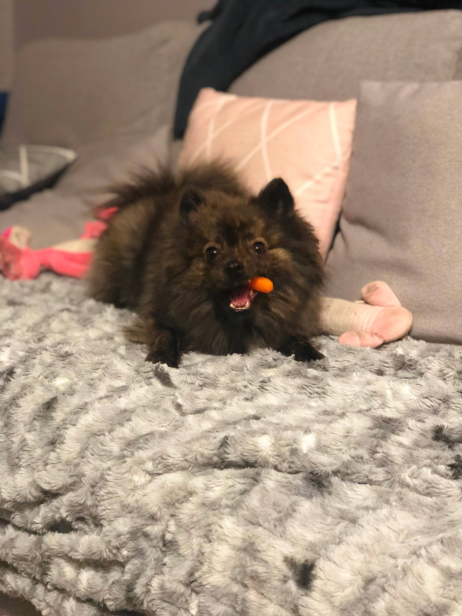 Nikita participe au concours pour gagner de l'argent avec cette photo : black_cat, carnivore, claw, comfort, companion_dog, dog_breed, fawn, felidae, fur, grey, liver, paw, small_to_medium_sized_cats, snout, spitz, sporting_group, tail, toy_dog, whiskers, working_animal