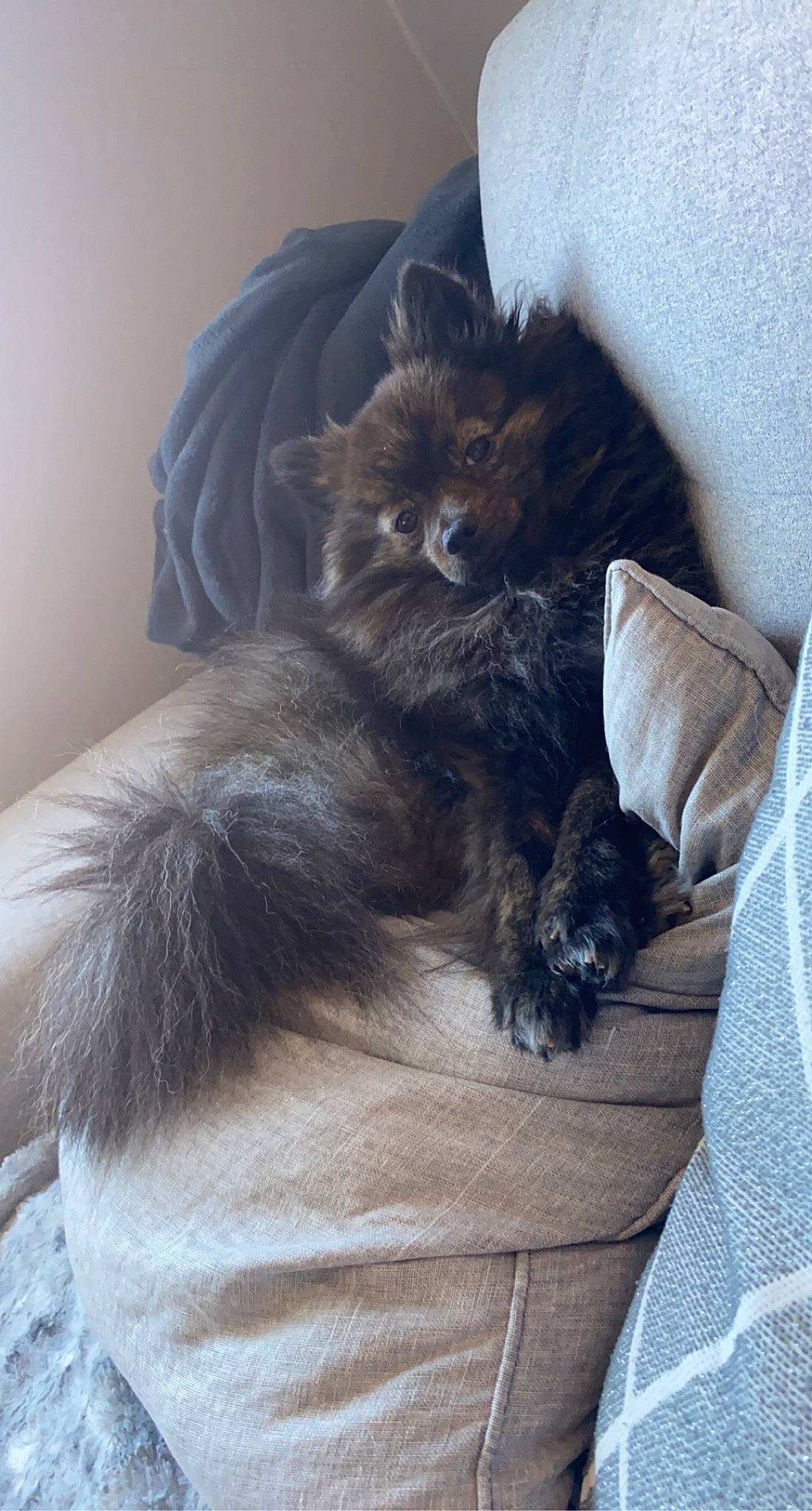 Nikita a rejoint le concours — aidez-le/la à gagner de superbes lots ! black_cat, british_longhair, canidae, carnivore, cat, cat_supply, claw, comfort, companion_dog, dog_breed, domestic_short_haired_cat, fawn, felidae, fur, grey, paw, small_to_medium_sized_cats, snout, tail, whiskers