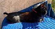 Medusa joined the competition — help win amazing prizes! cat, black_cat, collar, blue_quilt, sunlight, shadow, outdoor, texture_wall, pet, feline, resting, alert, animal, side_view, fur, whiskers, green_eyes, nature, relaxing, domestic_animal