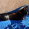cat, black_cat, collar, blue_quilt, sunlight, shadow, outdoor, texture_wall, pet, feline, resting, alert, animal, side_view, fur, whiskers, green_eyes, nature, relaxing, domestic_animal
