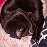 Medusa joined the competition — help win amazing prizes! cat, black_cat, sleeping, curled_up, pet, animal, indoor, blanket, floral_pattern, bed, cozy, fur, tail, ear, resting, cute, domestic_animal, soft_texture, relaxation, comfort