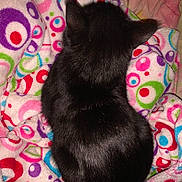 Medusa joined the competition — help win amazing prizes! black_cat, cat, animal, pet, feline, fur, sleeping, blanket, colorful, patterned, circles, soft, cozy, resting, indoors, closeup, texture, cute, compact, warm