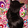 black_cat, cat, animal, pet, feline, fur, sleeping, blanket, colorful, patterned, circles, soft, cozy, resting, indoors, closeup, texture, cute, compact, warm