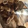Medusa is registered to the contest to win money with this photo: cat, black_cat, sleeping, fur, whiskers, cozy, blanket, sunlight, relaxed, paw, animal, pet, cute, feline, resting, indoor, soft, closeup, nap, adorable