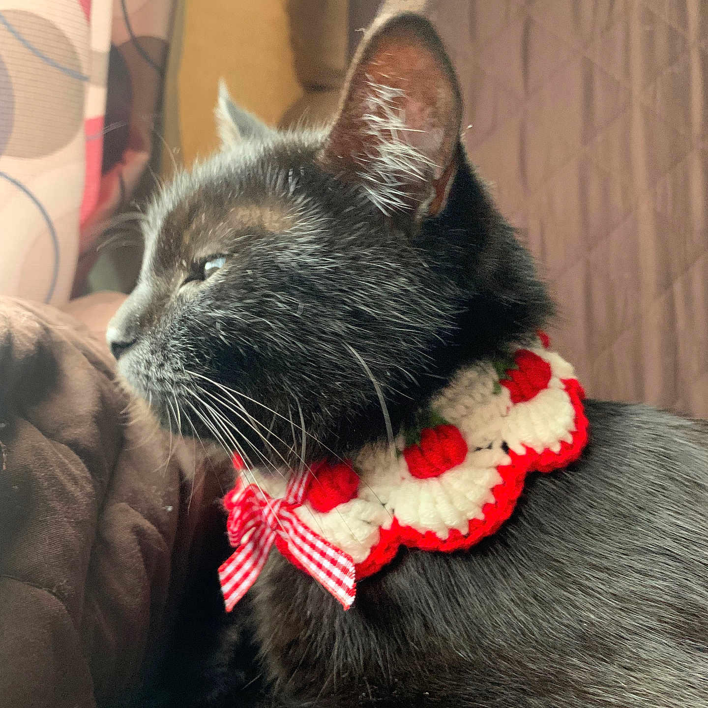 Medusa joined the competition — help win amazing prizes! black_cat, cat, pet, animal, feline, collar, bow, crocheted, red, white, indoor, window, curtain, brown, soft, resting, profile_view, whiskers, ears, fur