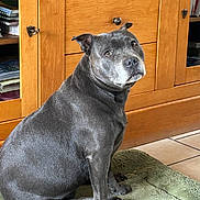 Ova a rejoint le concours — aidez-le/la à gagner de superbes lots ! dog, pet, gray_dog, indoor, wooden_cabinet, green_bed, floor_tiles, looking_back, animal, canine, domestic, companion, sitting, fur, ears, eyes, nose, paws, home, curious