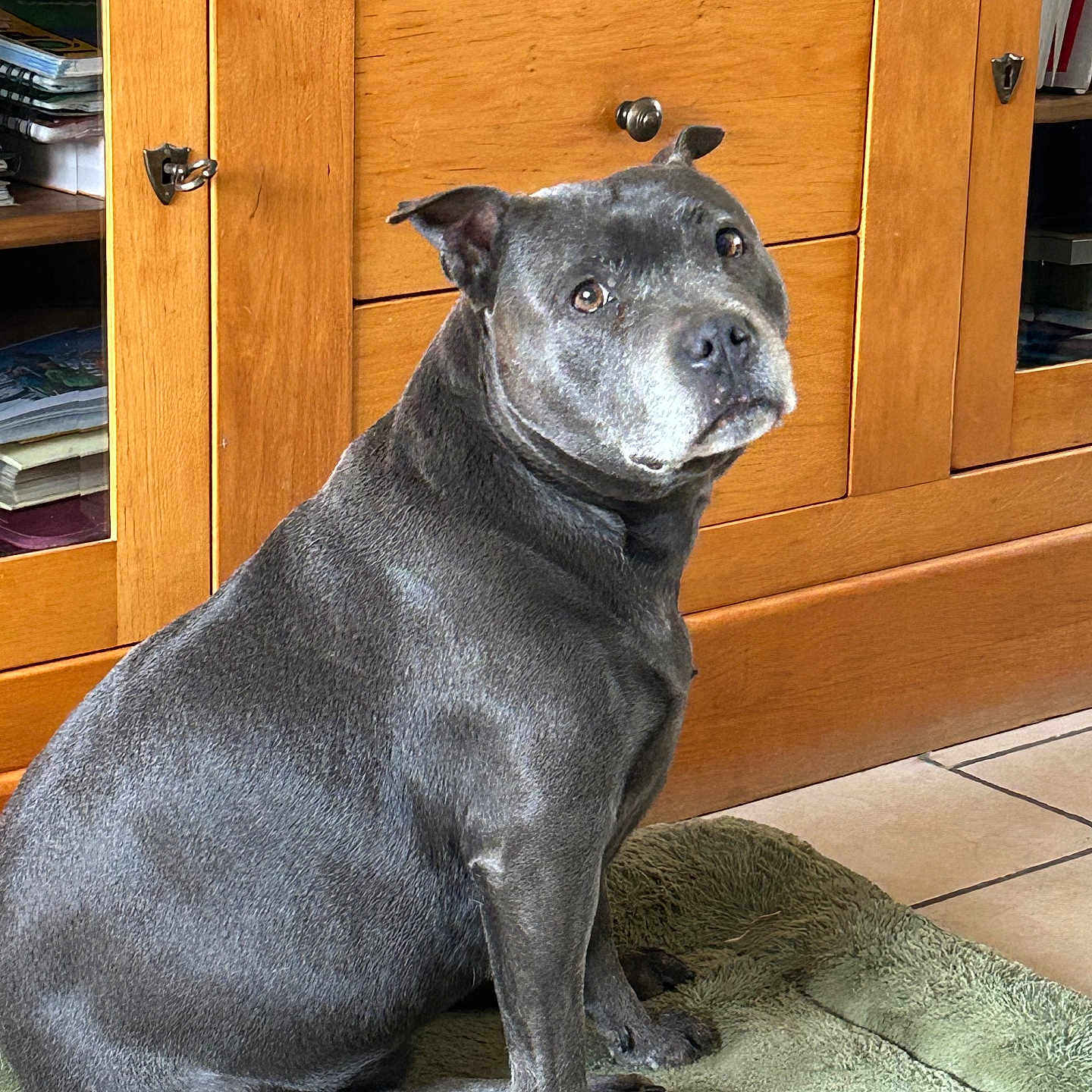 Ova a rejoint le concours — aidez-le/la à gagner de superbes lots ! dog, pet, gray_dog, indoor, wooden_cabinet, green_bed, floor_tiles, looking_back, animal, canine, domestic, companion, sitting, fur, ears, eyes, nose, paws, home, curious