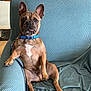 Dante is registered to the contest to win money with this photo: dog, french_bulldog, pet, sitting, armchair, blue_cover, collar, leash, tongue_out, perked_ears, indoor, portrait, brown_coat, paws, looking_at_camera, cute, relaxed, home_interior, textured_fabric, framed_photo