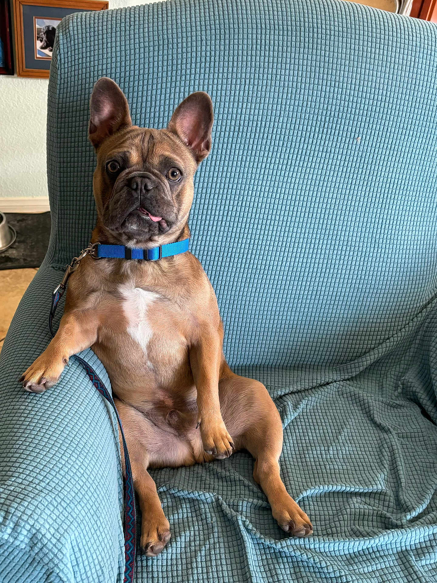 Dante is registered to the contest to win money with this photo: dog, french_bulldog, pet, sitting, armchair, blue_cover, collar, leash, tongue_out, perked_ears, indoor, portrait, brown_coat, paws, looking_at_camera, cute, relaxed, home_interior, textured_fabric, framed_photo