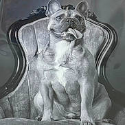 Dante joined the competition — help win amazing prizes! dog, french_bulldog, pet, portrait, black_and_white, chair, armchair, tongue_out, sitting, paws, fur, cute, expressive, indoor, vintage_style, upholstery, close_up, whimsical, texture, front_view