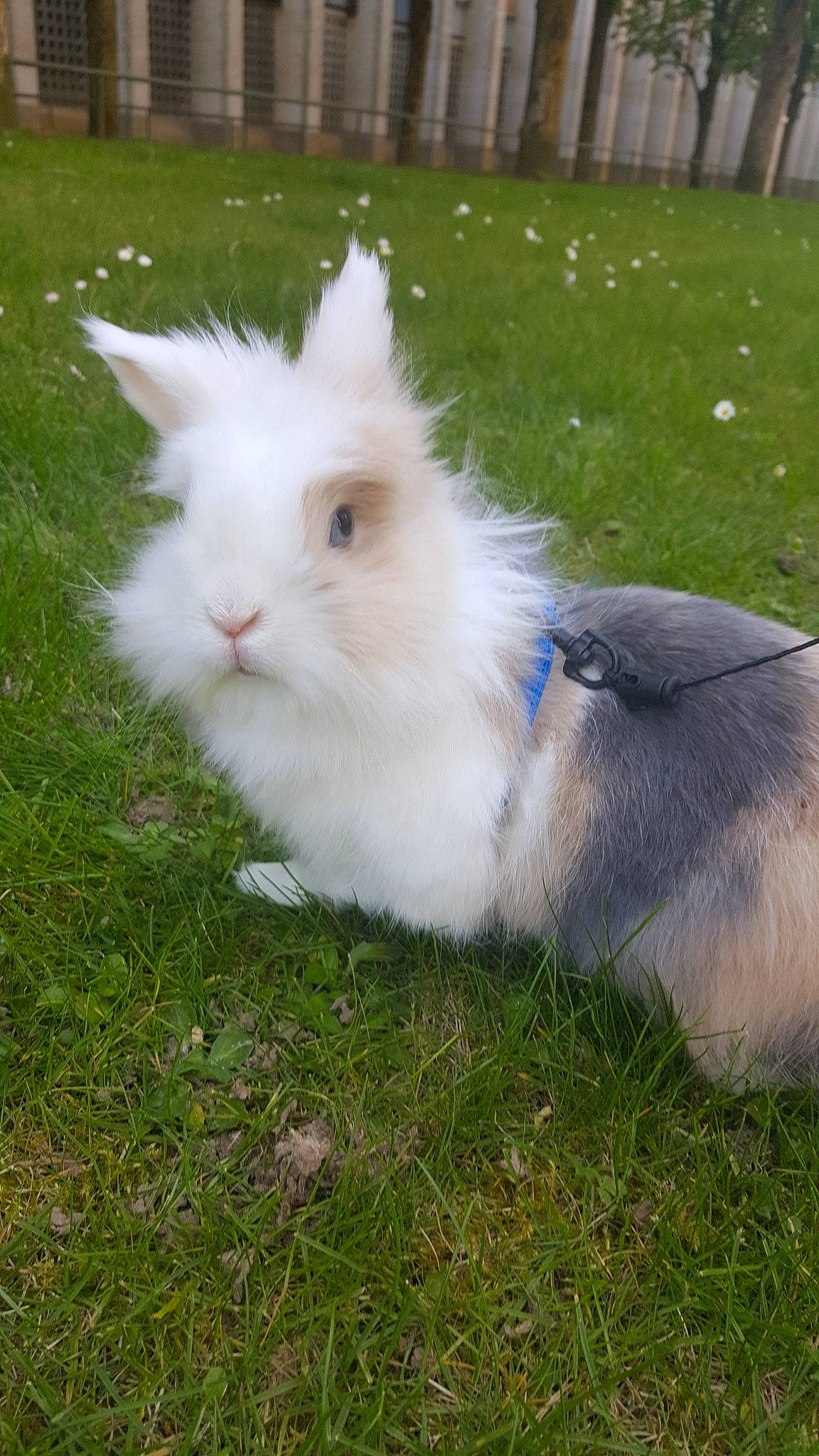 Clochette participe au concours pour gagner de l'argent avec cette photo : angora_rabbit, cat, domestic_rabbit, felidae, grass, mammal, plant, rabbit, rabbits_and_hares, tail, whiskers