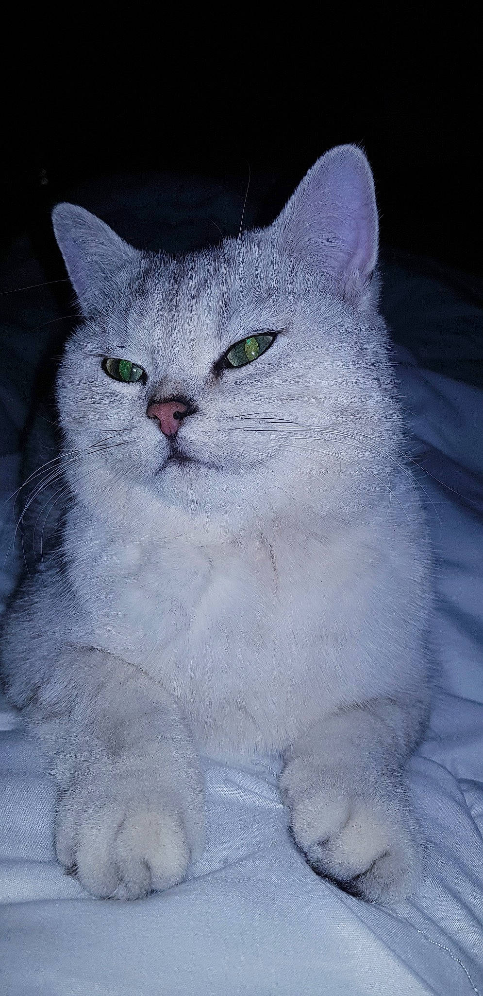 Pacha participe au concours pour gagner de l'argent avec cette photo : american_wirehair, asian, asian_semi_longhair, british_longhair, british_semi_longhair, british_shorthair, burmilla, carnivore, cat, domestic_long_haired_cat, domestic_short_haired_cat, felidae, mammal, persian, small_to_medium_sized_cats, turkish_angora, vertebrate, whiskers