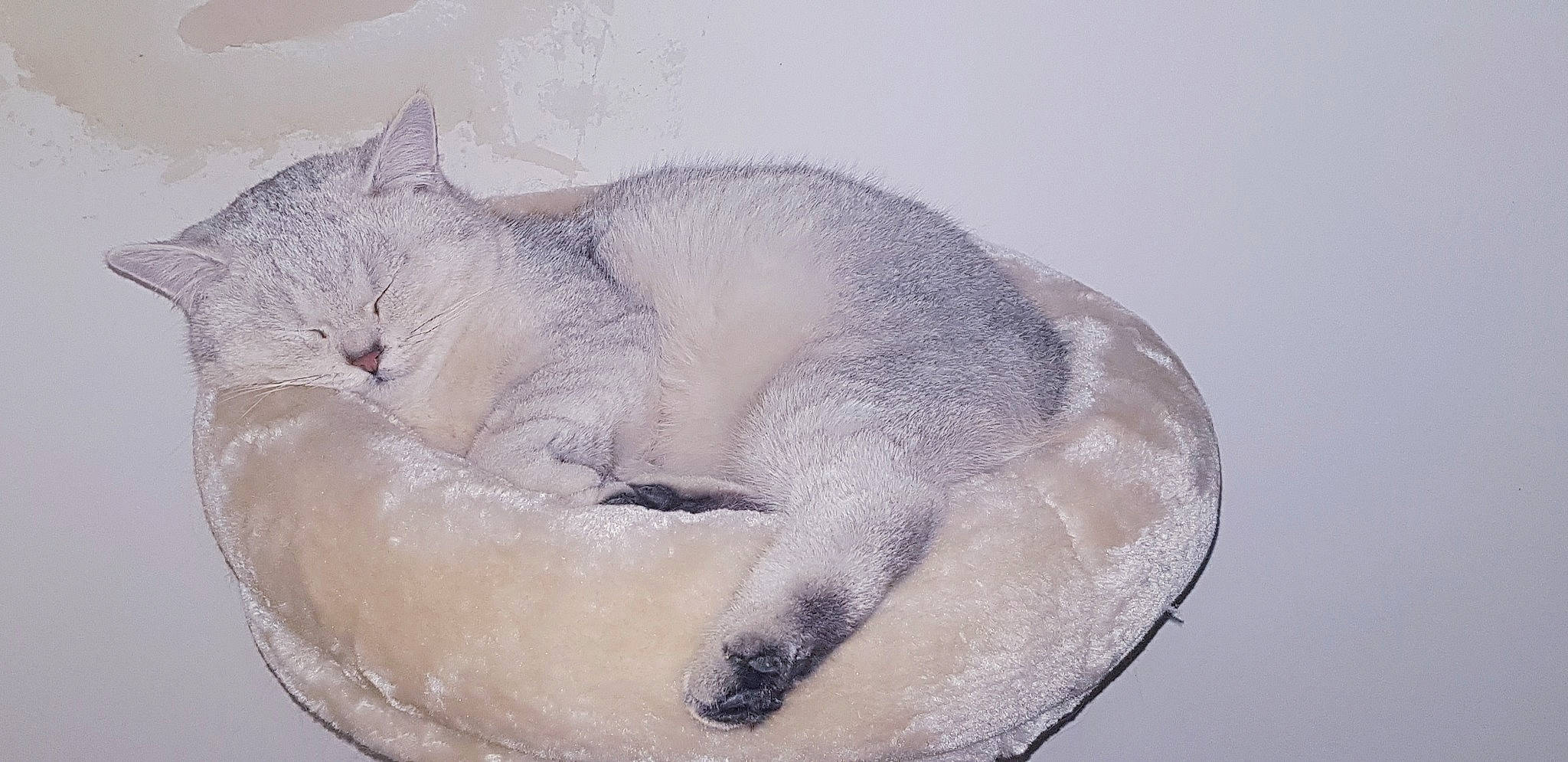Pacha participe au concours pour gagner de l'argent avec cette photo : british_shorthair, burmilla, carnivore, cat, cat_bed, felidae, nap, sleep, small_to_medium_sized_cats