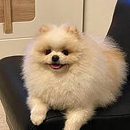 Nino participe au concours pour gagner de l'argent avec cette photo : animal, black_leather, chair, companion, cute, cute_pet, dog, domestic, fluffy, friendly, fur, happy, indoor, pet, pomeranian, portrait, relaxed, small_dog, smiling, tongue_out