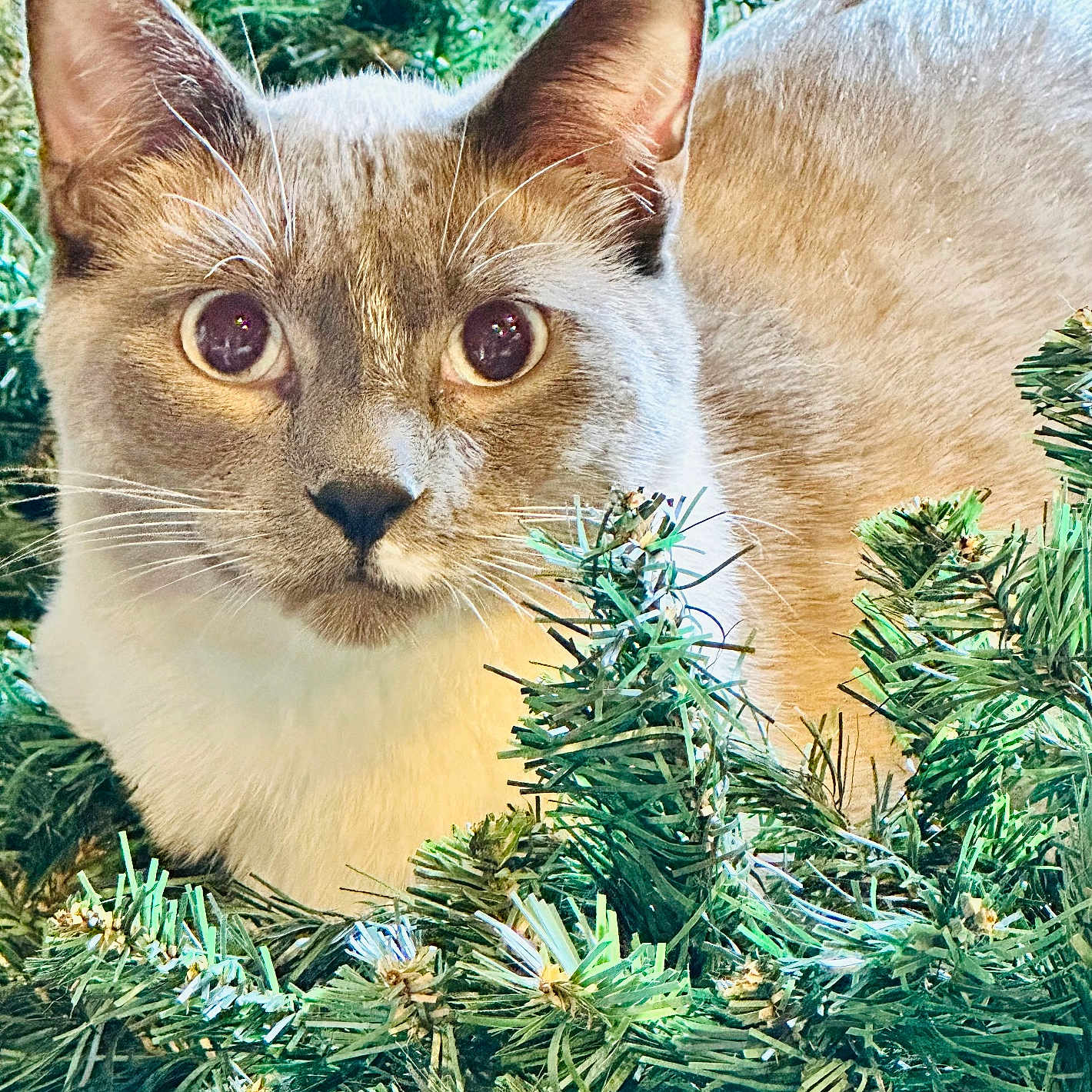 Hans Gruber is registered to the contest to win money with this photo: alert, animal, cat, closeup, curious, decor, ears, eyes, face, festive, fur, greenery, indoor, nature, pet, pine, plant, soft, texture, whiskers